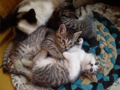 Кошки.
