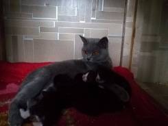 Кошки.