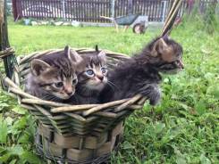 Беспородные кошки.
