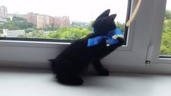 Курильский бобтейл.