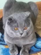 Шотландская вислоухая кошка.