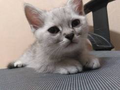 Британская кошка.