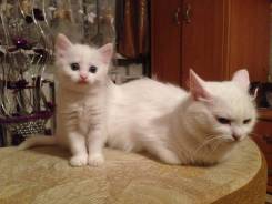 Кошки.