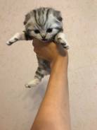 Шотландская вислоухая кошка.
