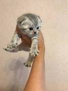 Шотландская вислоухая кошка.