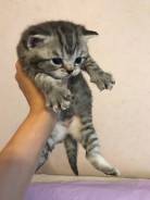 Шотландская прямоухая кошка.