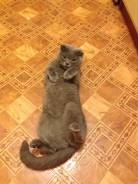 Шотландская вислоухая короткошерстная кошка.