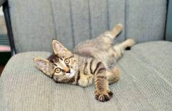 Кошки.