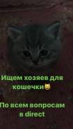 Шотландская кошка.
