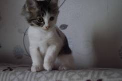 Кошки.