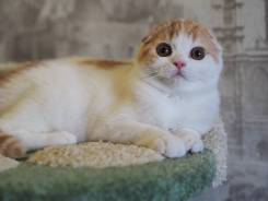 Шотландская вислоухая кошка.