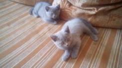 Шотландская кошка.