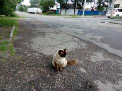 Сиамская кошка.