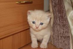 Шотландская прямоухая кошка.