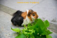 Морские свинки.