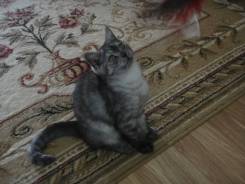 Шотландская кошка.