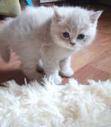 Британская кошка.
