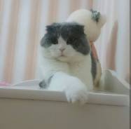 Шотландская вислоухая короткошерстная кошка.
