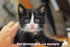Беспородные кошки.