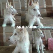 Хаски.