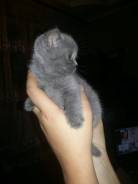 Британская кошка.