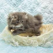 Персидская кошка.