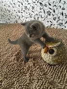Британская кошка.