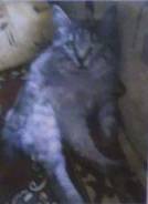 Кошки.