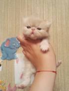 Персидская кошка.