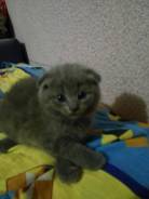 Шотландская вислоухая кошка.