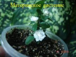 Серисса.