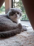 Кошки.