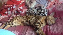 Бенгальская кошка.