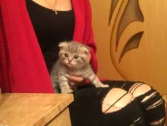 Британская кошка.