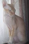 Кошки.