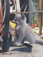 Шотландская кошка.
