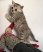 Шотландская прямоухая короткошерстная кошка.