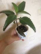 Каланхоэ.