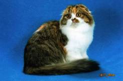 Шотландская вислоухая кошка.