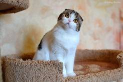 Шотландская вислоухая кошка.