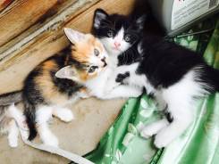 Котята