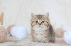 Британская короткошерстная кошка.