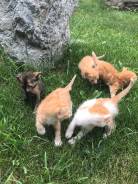 Кошки.