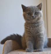 Британская кошка.