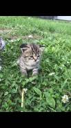 Шотландская кошка.
