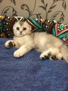 Шотландская вислоухая кошка.