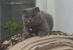 Шотландская вислоухая короткошерстная кошка.