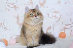 Британская кошка.