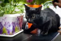 Кошки.