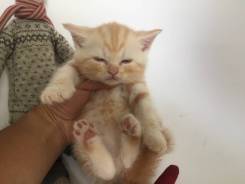 Шотландская прямоухая короткошерстная кошка.